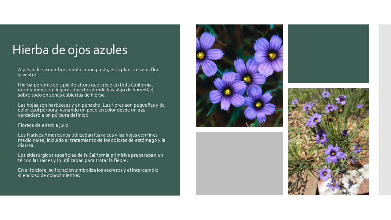 Blue-eyed Grass - Esp