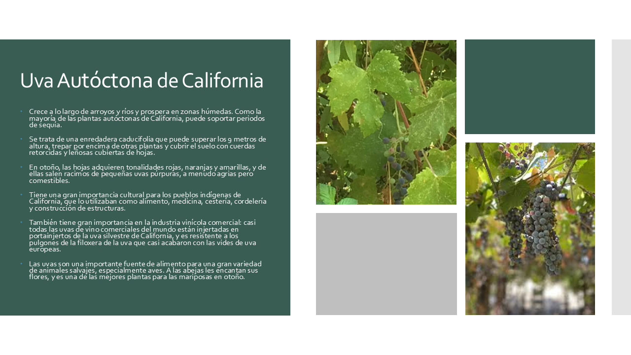 California Native Grape - Esp
