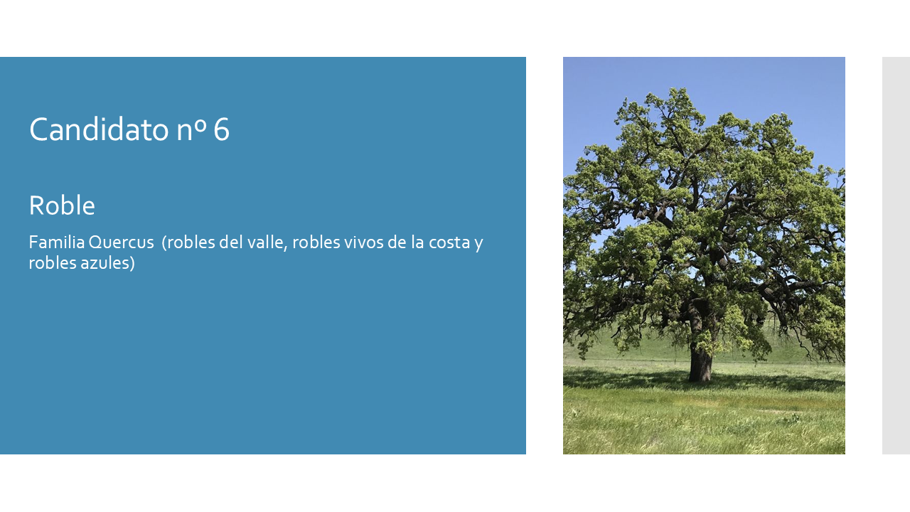 Oak Tree - Esp